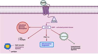Exploring the potential roles of apelin, visfatin, and irisin in energy regulation in farm animals: an overview
